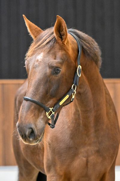 TUTTEBEL TK VD MOERHOEVE - 1