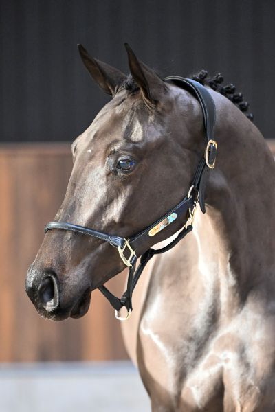 Jane du Dieu d'Arras Z - 1