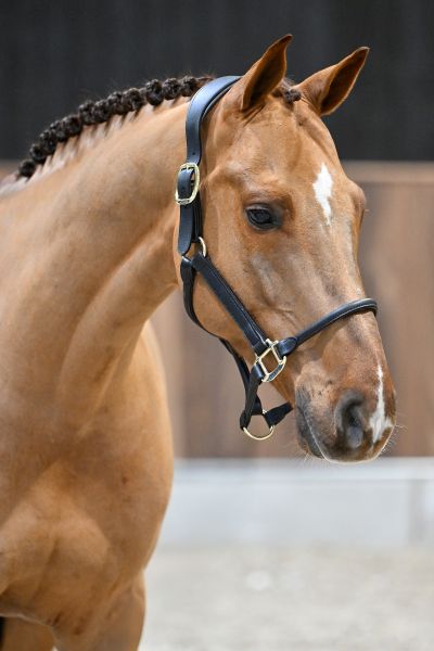 I'm Cool Blue PS - 1