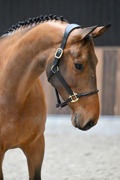 Ushi van de Berghoeve - 2