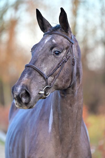 Chezebee du Caillou Z - 1