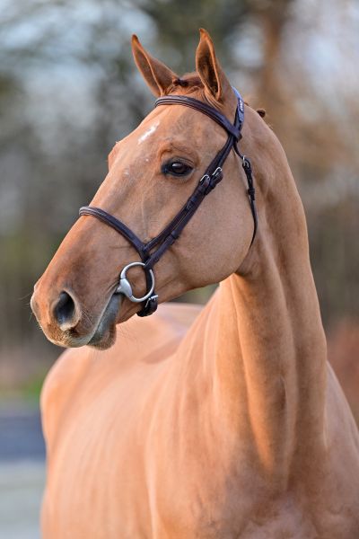 Uzi van de Gaathoeve - 1