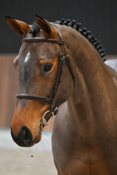 Isoline de Masiere - 1