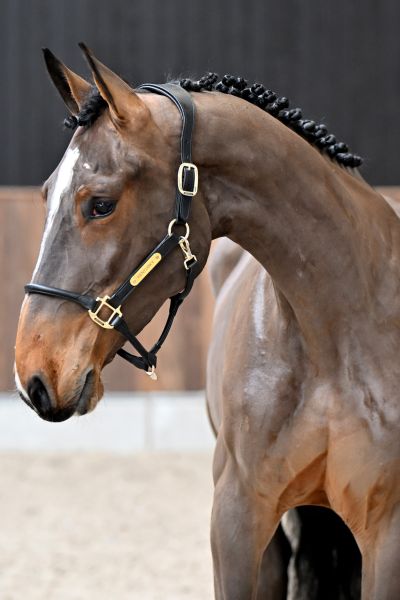 All Star vd Paepehoeve Z - 1