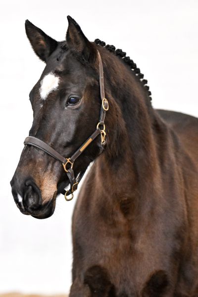 Nimv van de Donkhoeve - 1