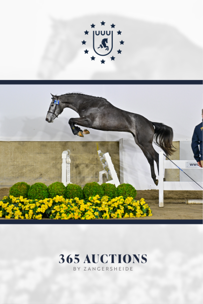 Star Fire van de Vossingers Z