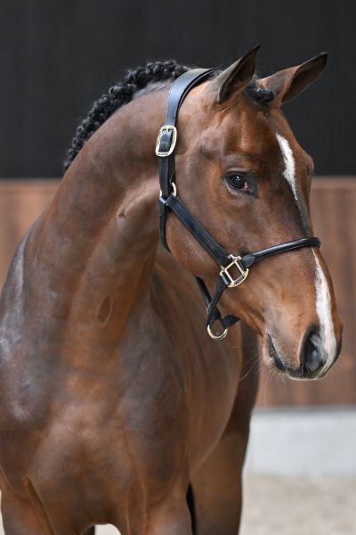 Jag L & L Fortuna Z 1