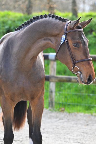 Chaccoshynsky V.V. Z 1