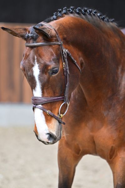 Violetta van 't Hoogeinde 1