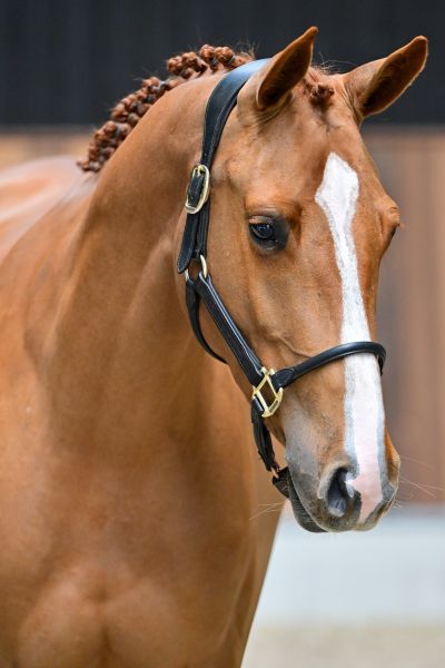 Colorada van het Doornebos Z 1