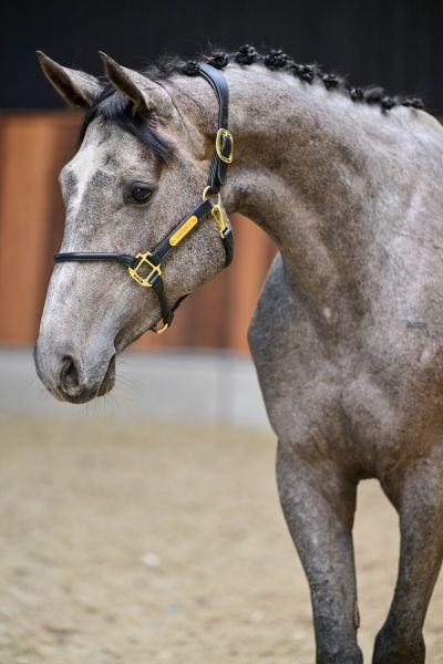 Clarissima vd Holsteinerhoeve Z 1