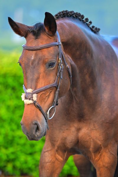 Garina vd Donkhoeve Z 1
