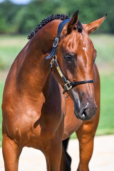 Charming Luci vd XXLNT Farm z 1