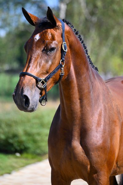 Eline Diva VDL Z - 2