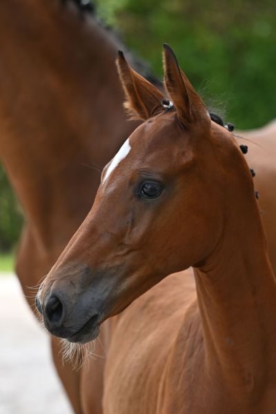 Nadiqi vd Helenahoeve Z