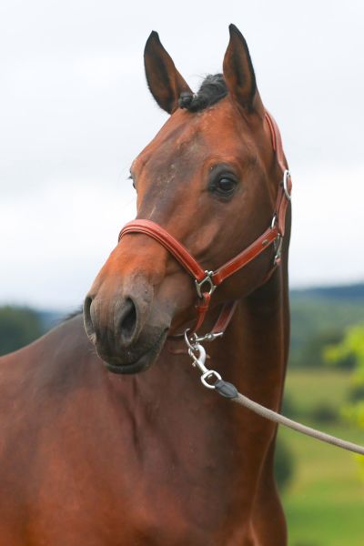 Carleye Blofagnu Z - 2