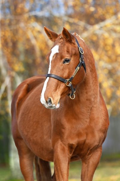 Baronette O'Planck - 3