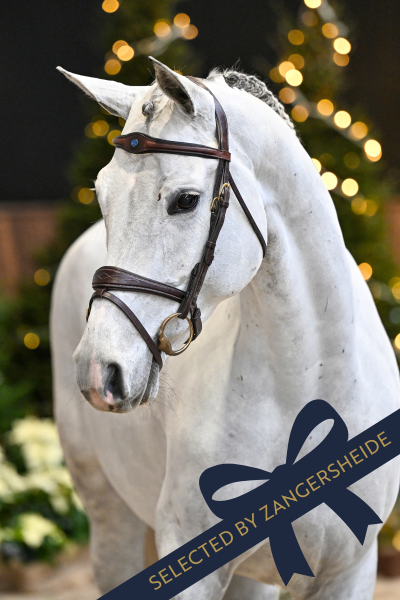 Tortuga van de Trepkes