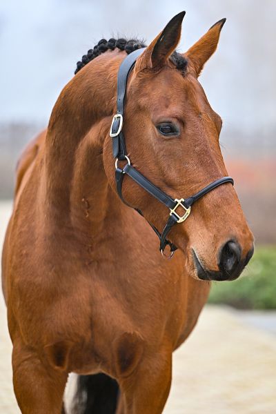 Quite Easy van Dorperheide