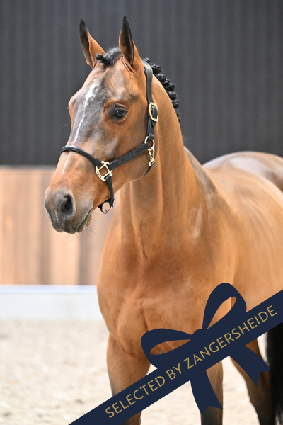 Waikiki van de Smidshoeve