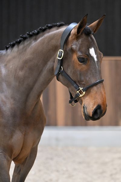 Tweety van't Pardassenhof - 2