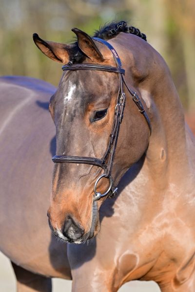 Pollux du Caillou Z - 1