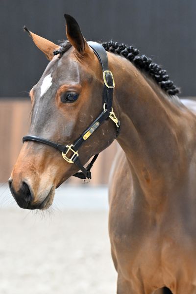 Wadonna van de Pereboom - 1