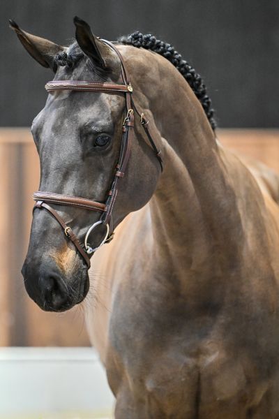 Vibelle vd Dassenheide Z 1