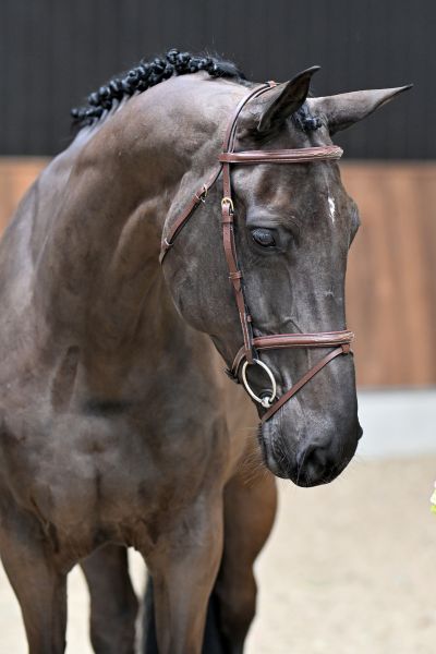 Karolien van't Prinsenveld Z 1