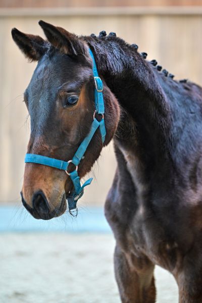 Bonaparte vd Molenaarelst Z 1