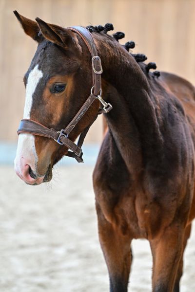 D&eacute;fi du petit Baty Z 1