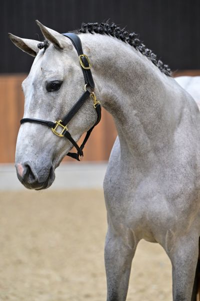 Ceo of Colours CK Z 1