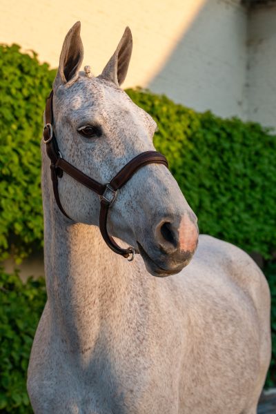 ISAURA DU COEUR DES COLLINES — Bwp · Mare · 18y