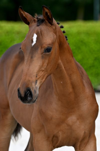 Elliot de l'Equipe Z 1