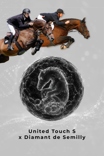 United Touch S x Quindy de Kreisker 1