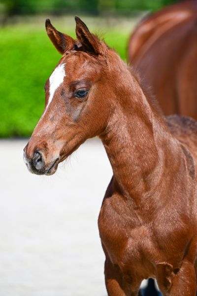 GIGOLO Z — Stallion · 0y