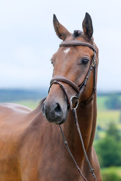 Oh Hercule du Bois du But - 2