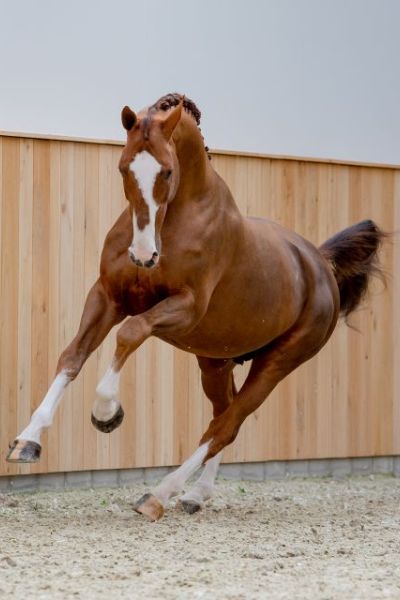 Aganix du Seigneur Z - 1