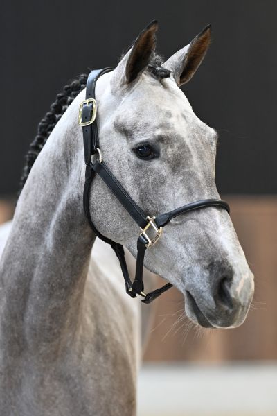 Voila vd Berghoeve - 1