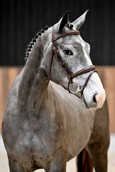 Cico van het Kraeyenboschhof Z - 1