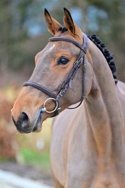 Little de Courcel - 1