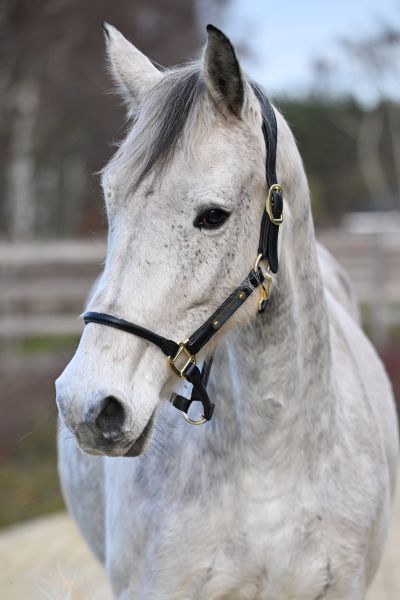 Limited Edition Z - 1