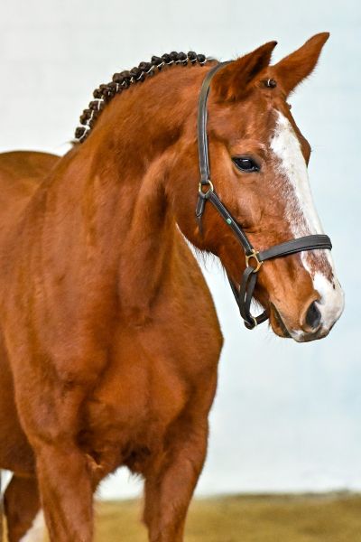 Olympia van de Donkhoeve - 1