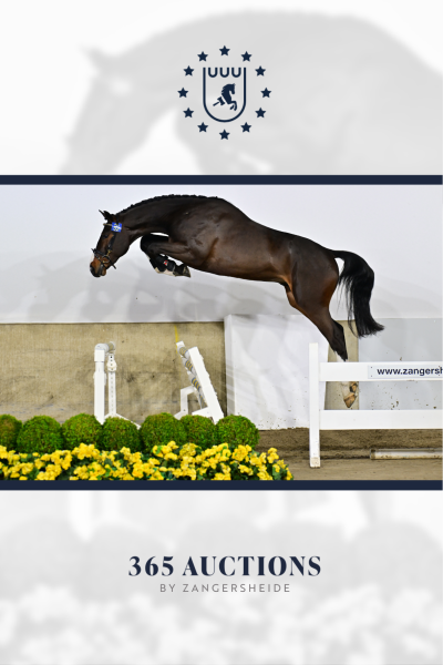 Toledo van de Molendreef Z