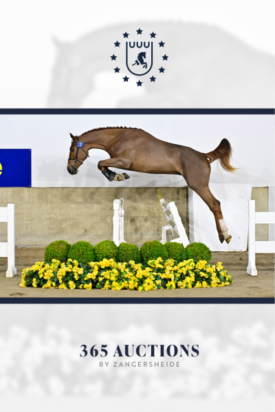 Another Belle van 't Hagenhof