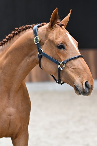 Wicked vd Withoeve 1