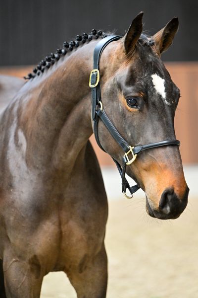 Arturo vd Withoeve 1