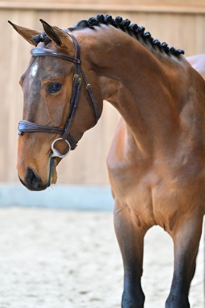 Chacco Gold du Prieur&eacute; de Seny 1