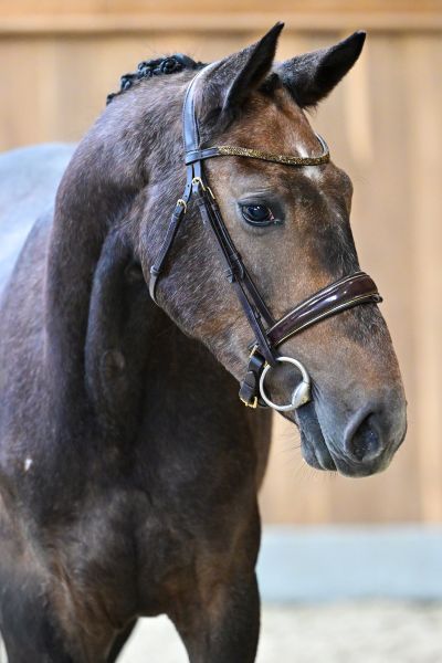 Never Too Late De La Hamente Z 1