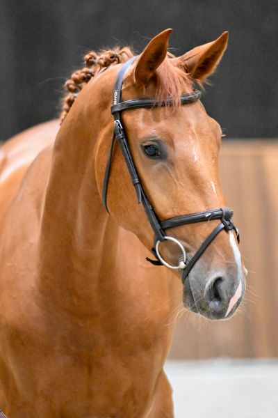 Wise Princess van't Heike 1